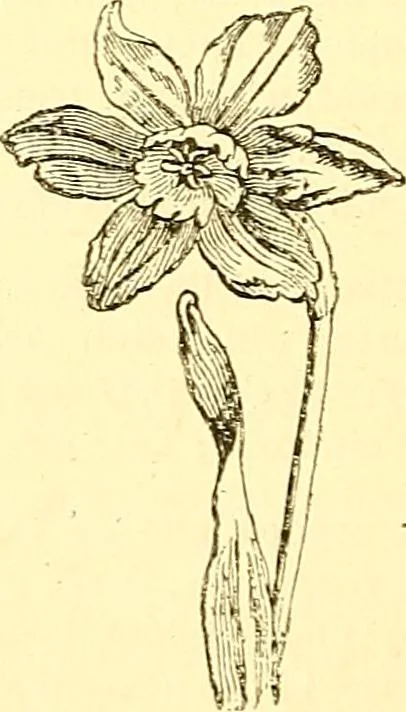 An illustration from Inspirational lectures and impromptu poems, 1884, leaf 296