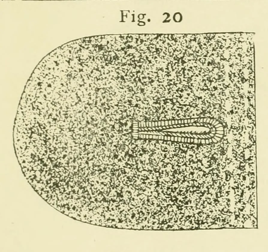 An illustration from Instruction book ... to be used only as a guide and partial study in the expert course in dressmaking, 1915, leaf 31