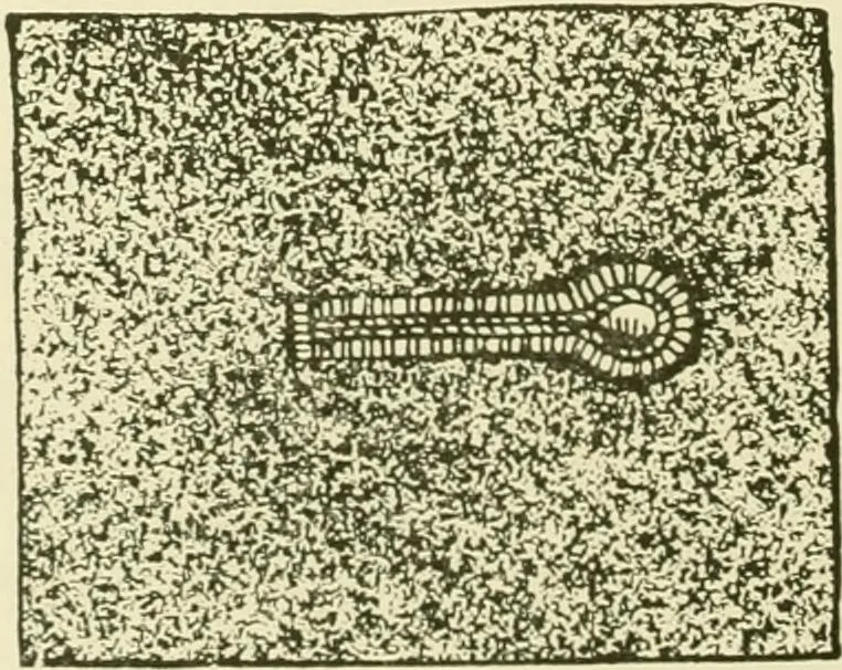 An illustration from Instruction book ... to be used only as a guide and partial study in the expert course in dressmaking, 1915, leaf 31