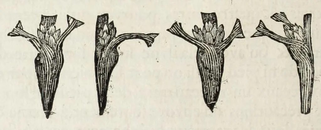 An illustration from Instruction pour les jardins fruitiers et potagers : avec un traité des orangers, suivy de quelques réflexions sur l'agriculture, 1690, leaf 284