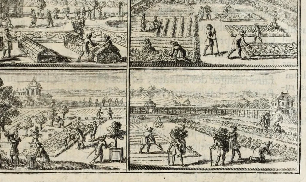 An illustration from Instruction pour les jardins fruitiers et potagers : avec un traité des orangers, suivy de quelques réflexions sur l'agriculture, 1690, leaf 303