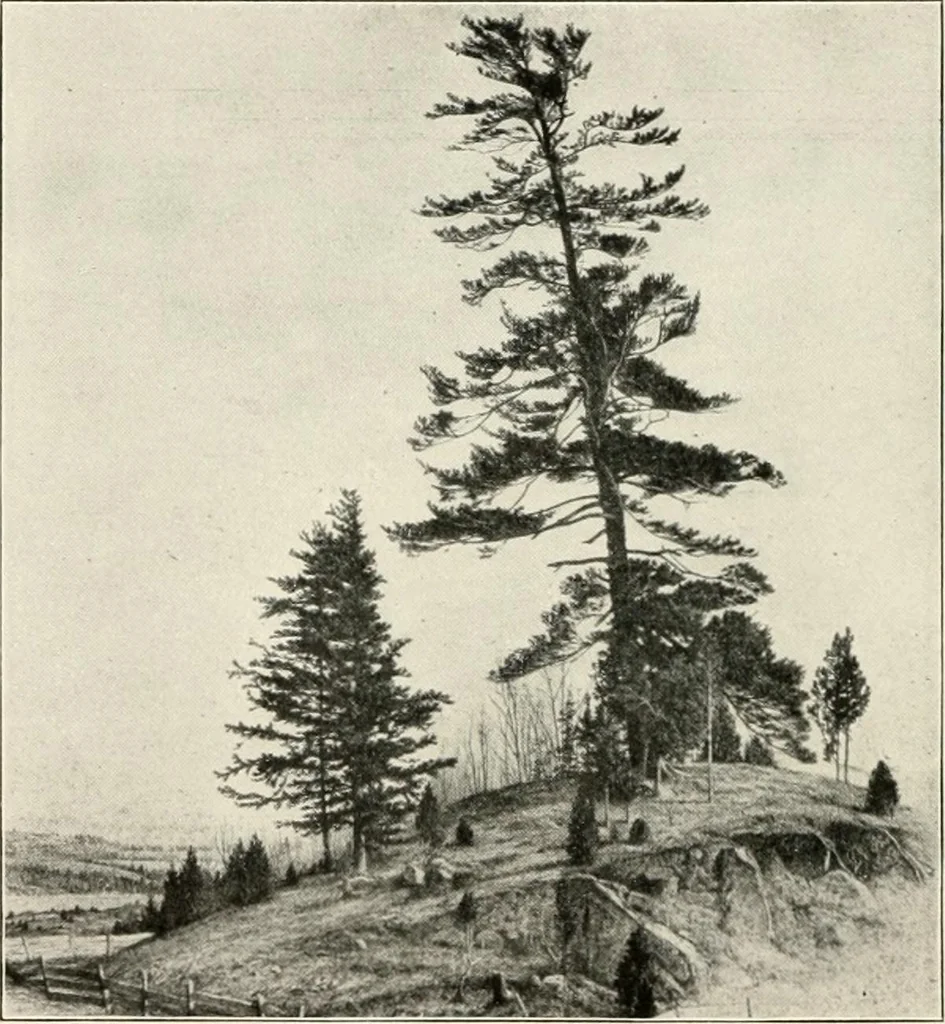 An illustration from The interdependence of the arts of design; a series of six lectures delivered at the Art Institute of Chicago, being the Scammon lectures for 1904, 1905, leaf 65
