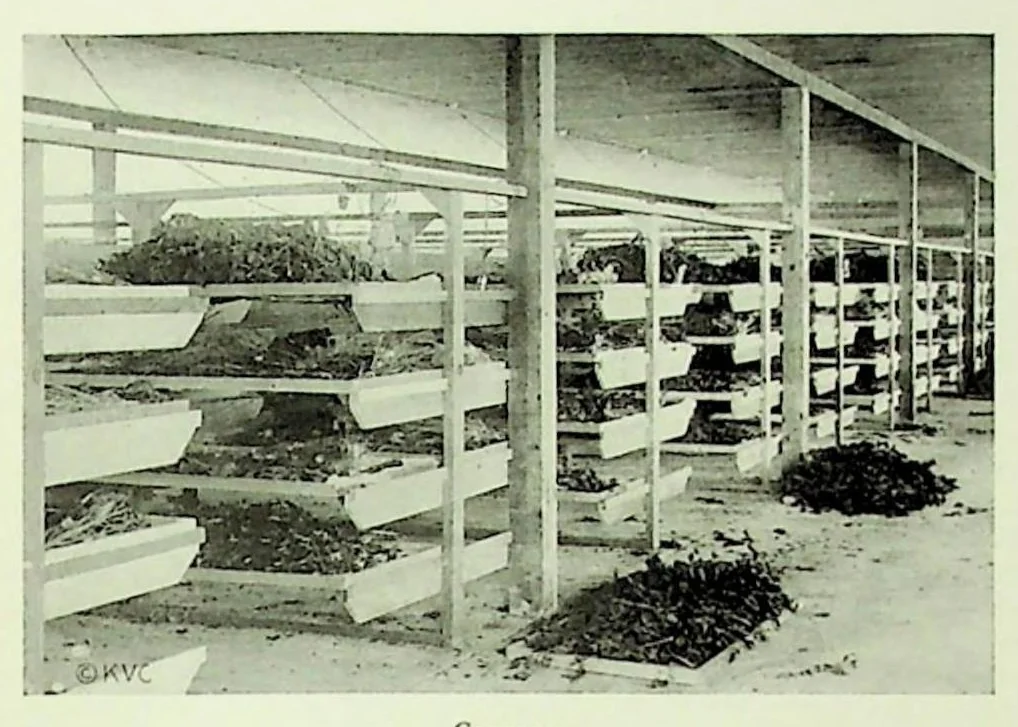 An illustration from International Acceptance Bank Textile Raw Materials 1924, 1924, leaf 100
