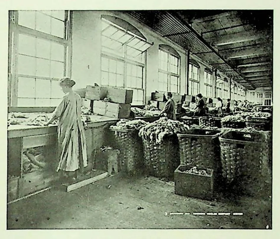 An illustration from International Acceptance Bank Textile Raw Materials 1924, 1924, leaf 66