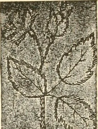 An illustration from The international encyclopedia of scientific tailor principles, for all kinds and styles of garment-making ... Also designing ... embroidery, crocheting, knitting, worsted work, fancy and artistic needle work .., 1885, leaf 175