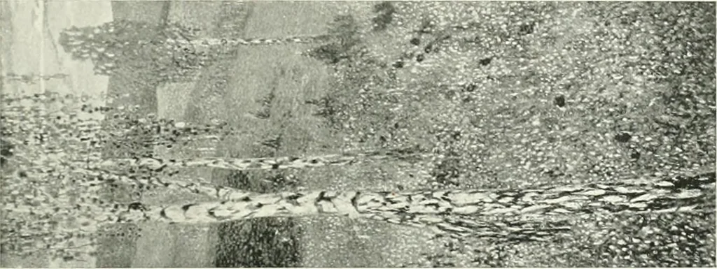 An illustration from International studio, 1897, leaf 234