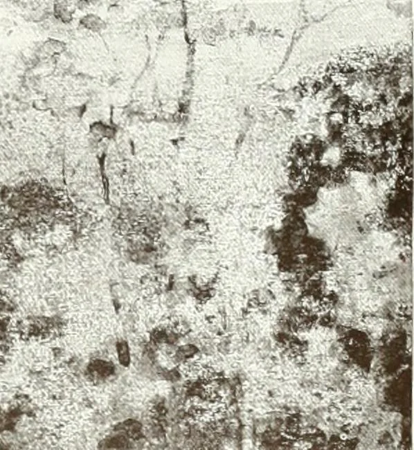 An illustration from International studio, 1897, leaf 296