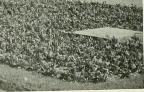 An illustration from International studio, 1897, leaf 317