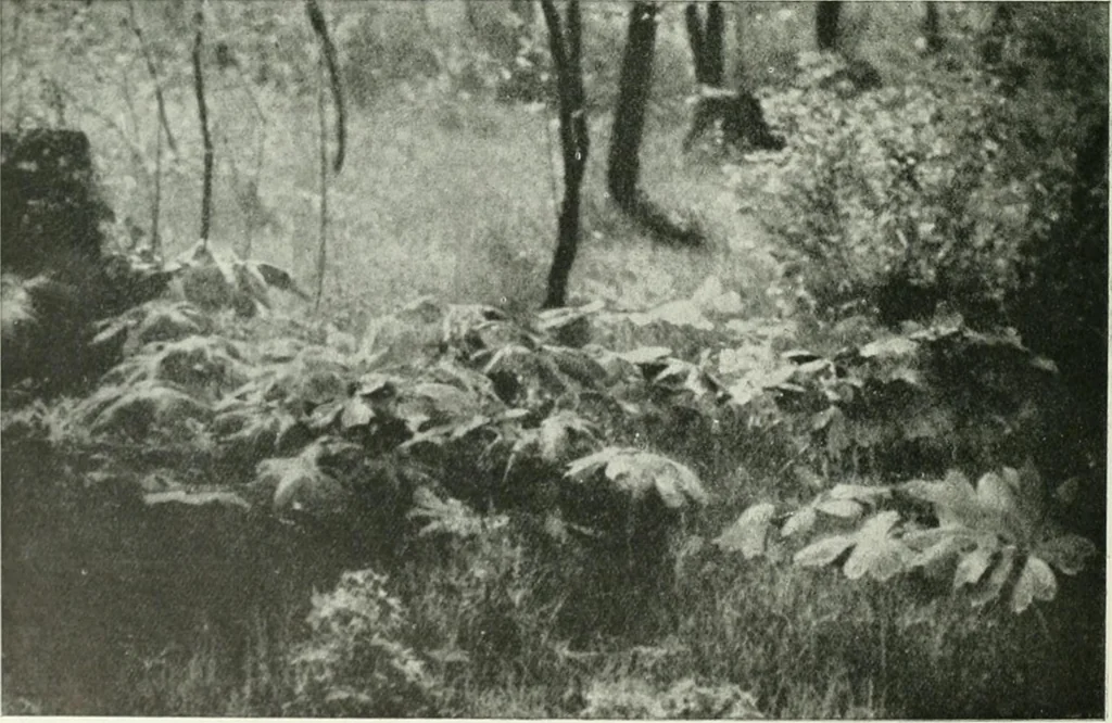 An illustration from International studio, 1897, leaf 331