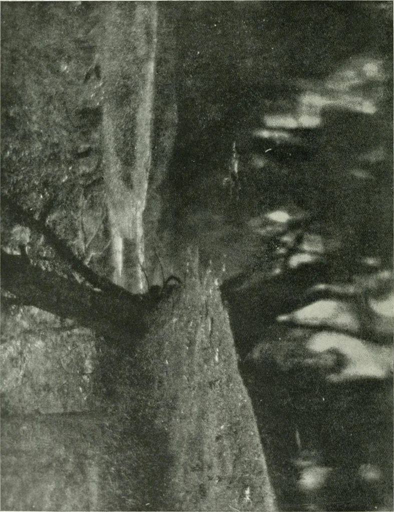 An illustration from International studio, 1897, leaf 333