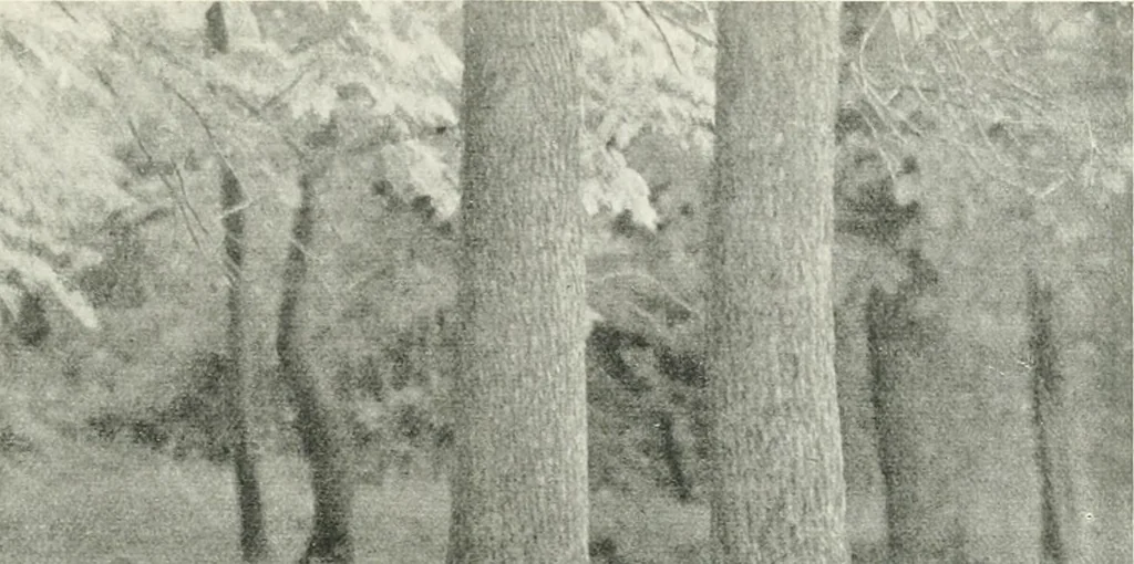 An illustration from International studio, 1897, leaf 334