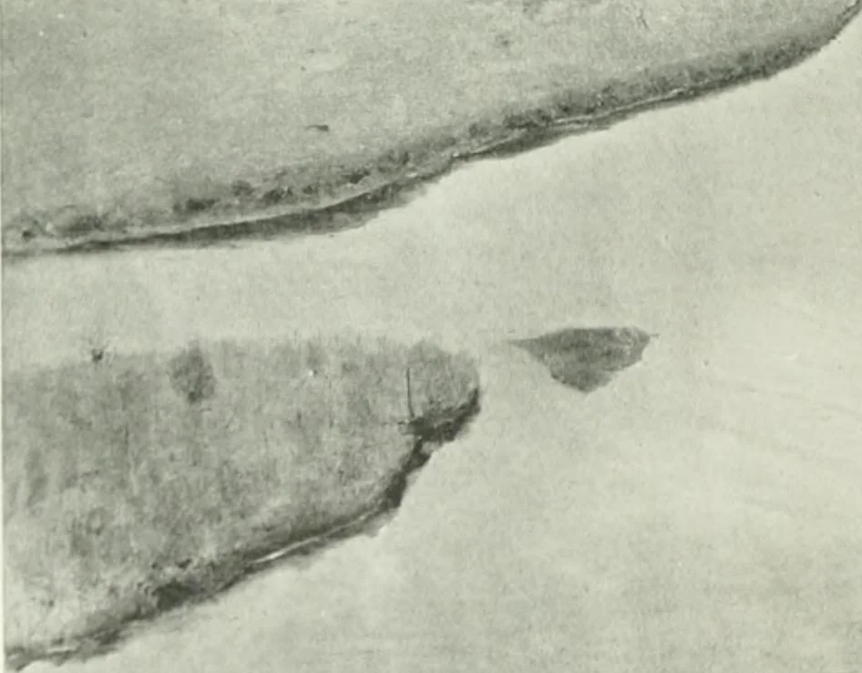 An illustration from International studio, 1897, leaf 477