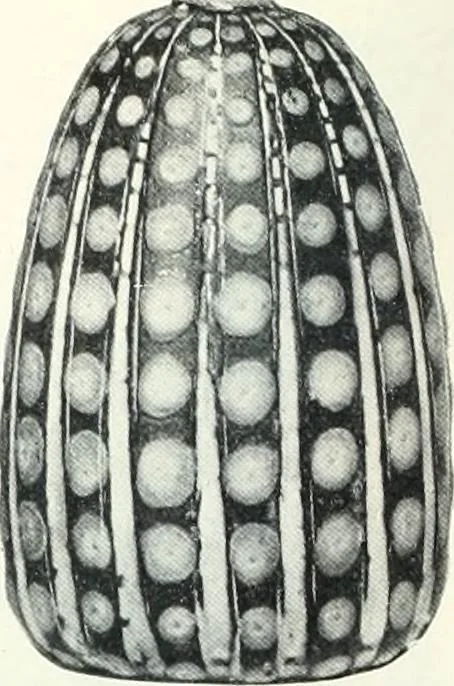 An illustration from International studio, 1897, leaf 127