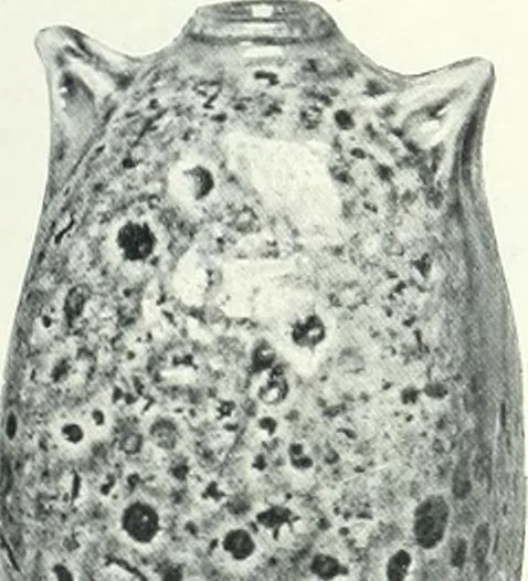 An illustration from International studio, 1897, leaf 128