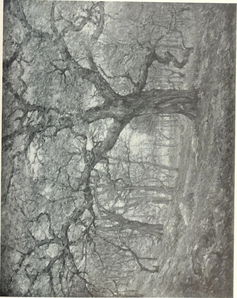 An illustration from International studio, 1897, leaf 494