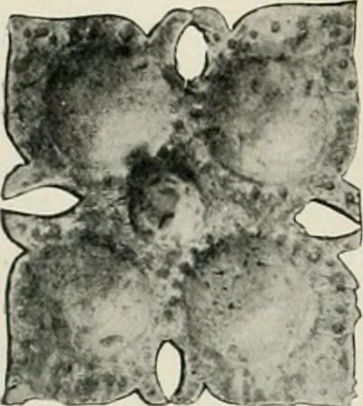 An illustration from International studio, 1897, leaf 147