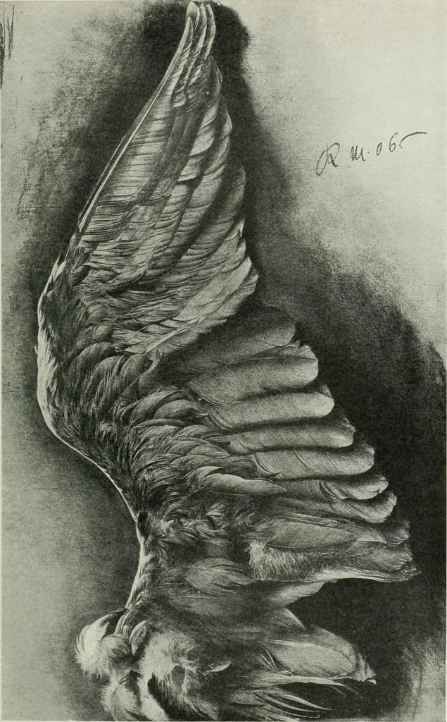 An illustration from International studio, 1897, leaf 167