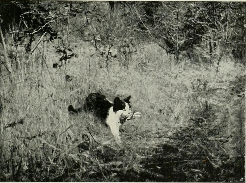 An illustration from International studio, 1897, leaf 203