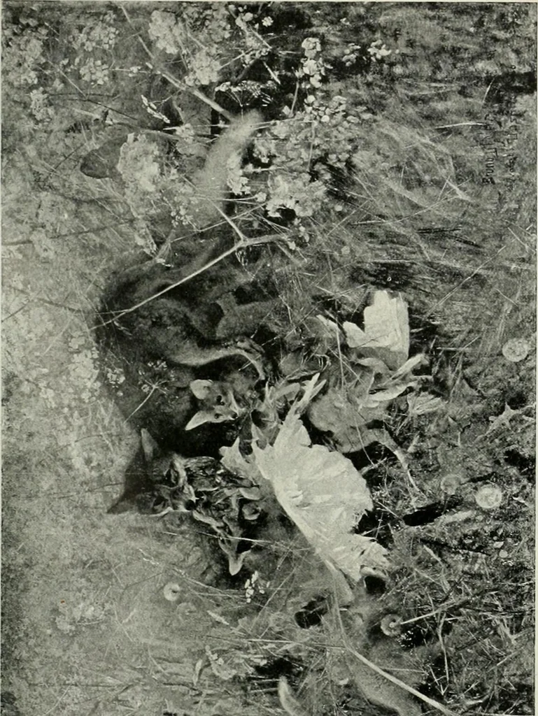 An illustration from International studio, 1897, leaf 207