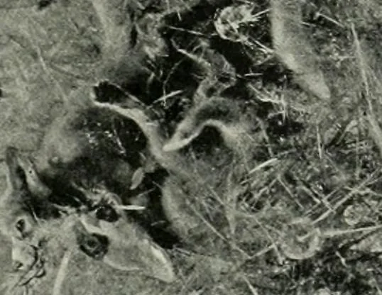 An illustration from International studio, 1897, leaf 207