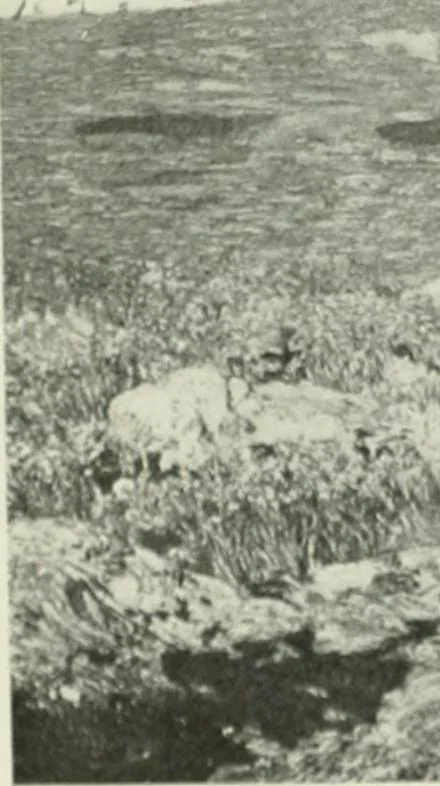 An illustration from International studio, 1897, leaf 56