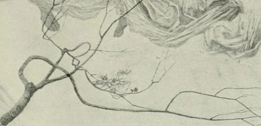 An illustration from International studio, 1897, leaf 57