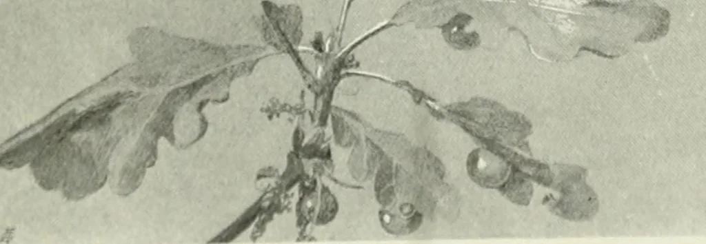 An illustration from International studio, 1897, leaf 62