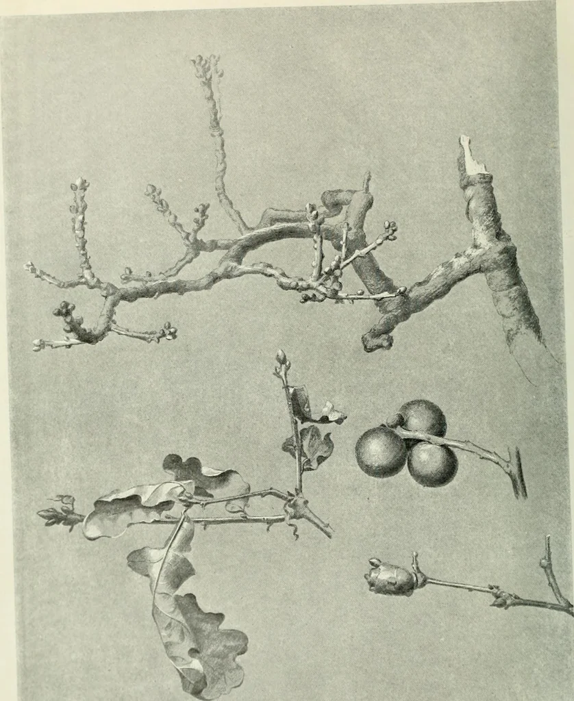 An illustration from International studio, 1897, leaf 64