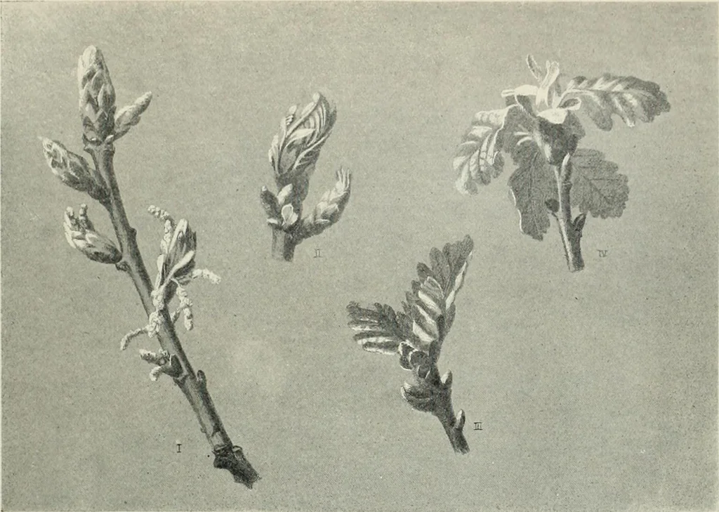 An illustration from International studio, 1897, leaf 65