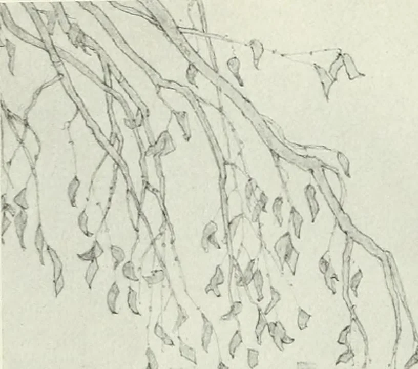 An illustration from International studio, 1897, leaf 450