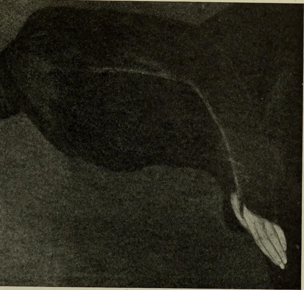 An illustration from International studio, 1897, leaf 196