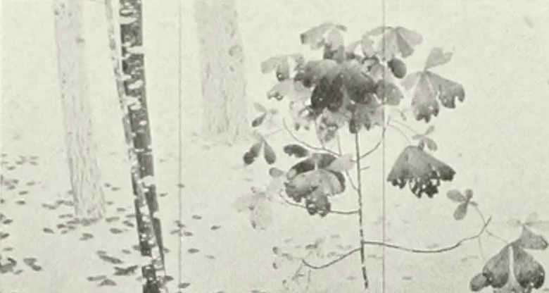 An illustration from International studio, 1897, leaf 159