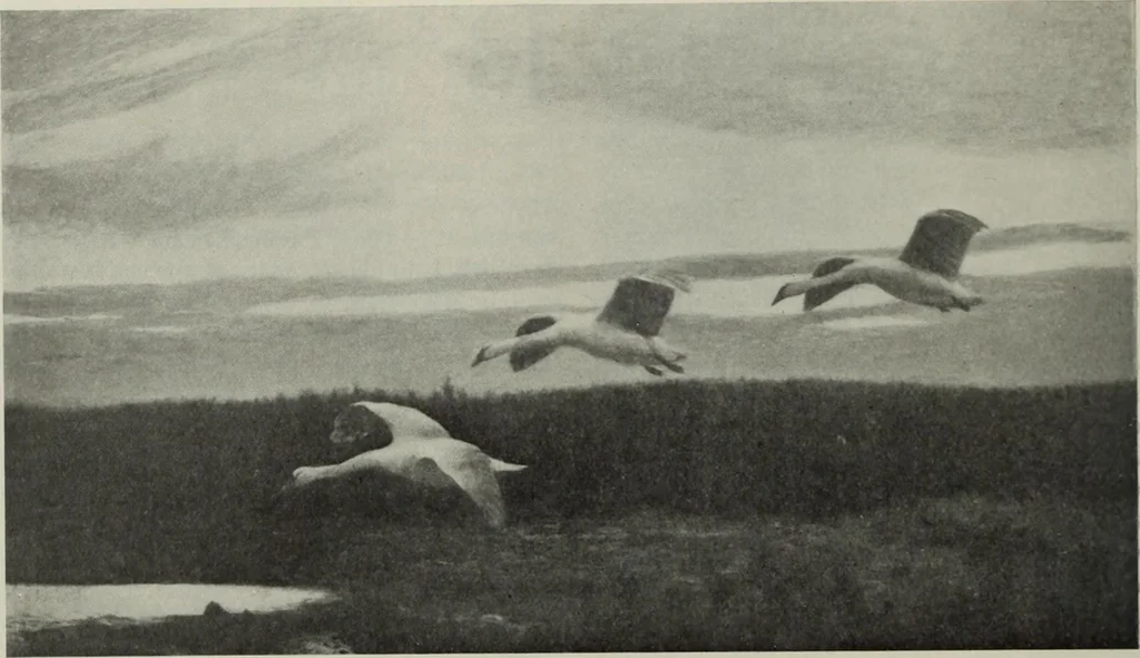 An illustration from International studio, 1897, leaf 168