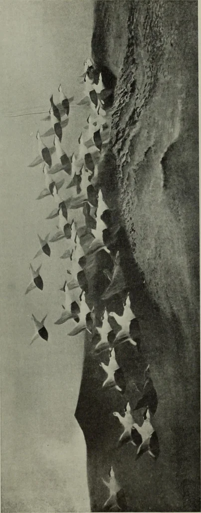 An illustration from International studio, 1897, leaf 173