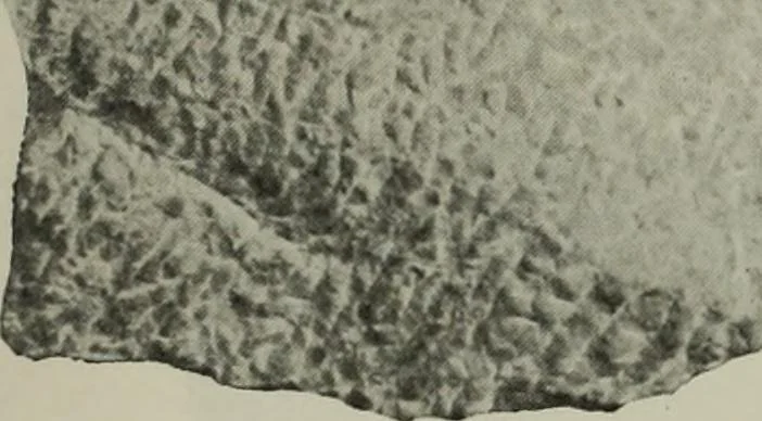 An illustration from International studio, 1897, leaf 203