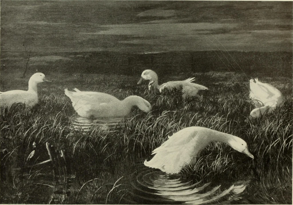 An illustration from International studio, 1897, leaf 133