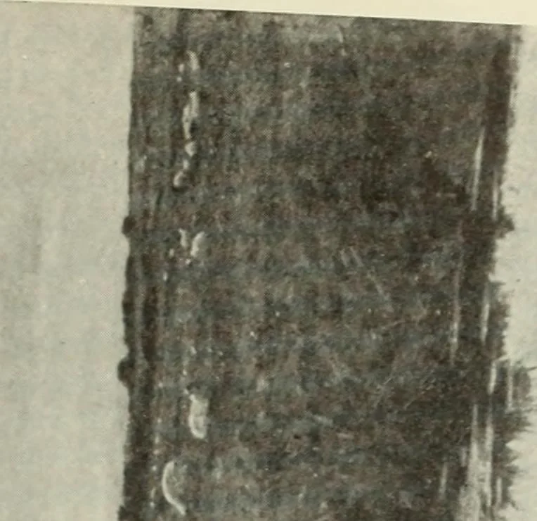 An illustration from International studio, 1897, leaf 416