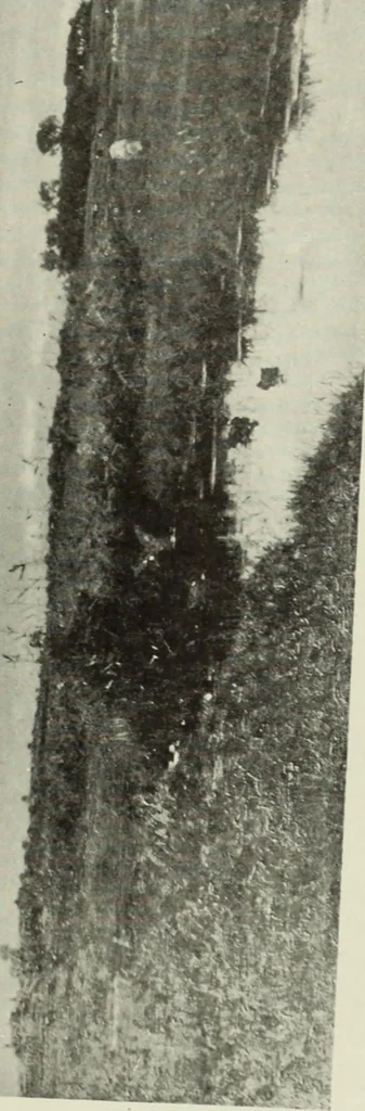 An illustration from International studio, 1897, leaf 416