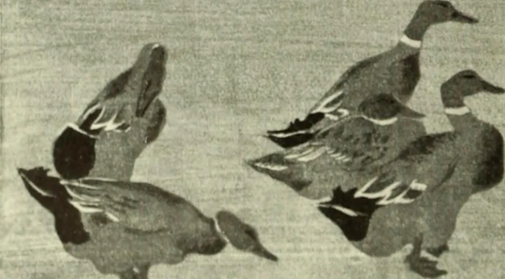 An illustration from International studio, 1897, leaf 141