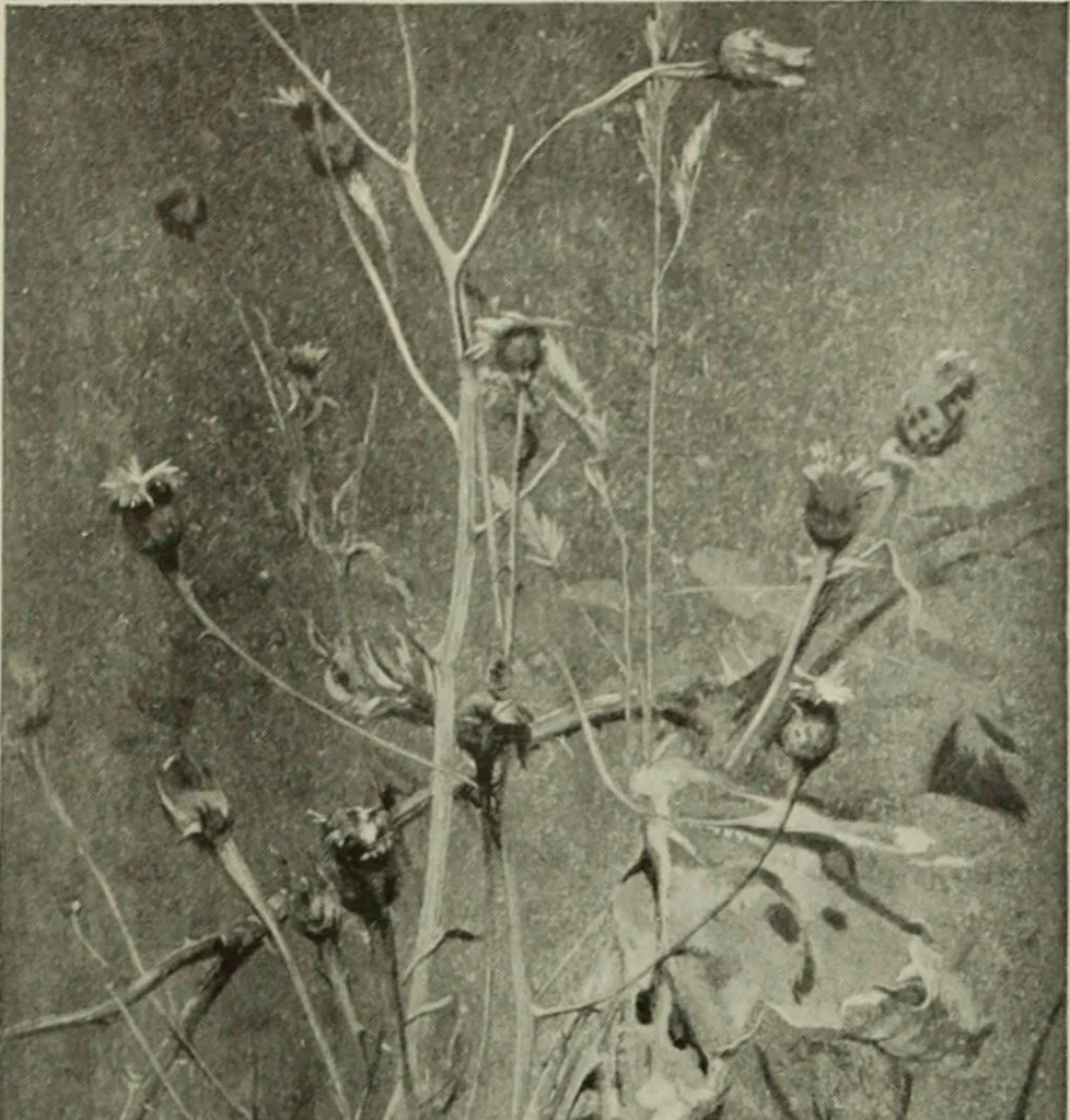 An illustration from International studio, 1897, leaf 179