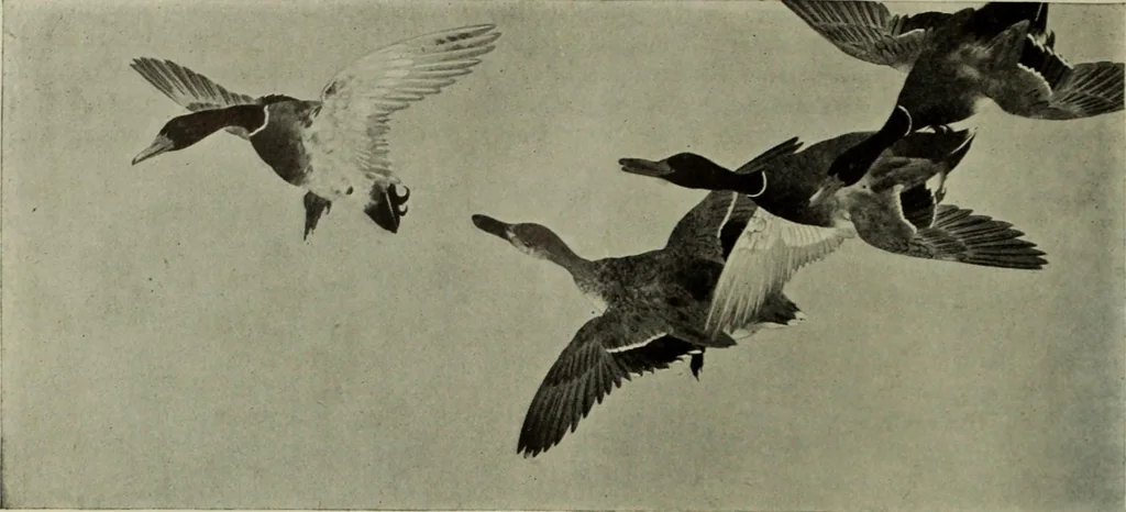 An illustration from International studio, 1897, leaf 359