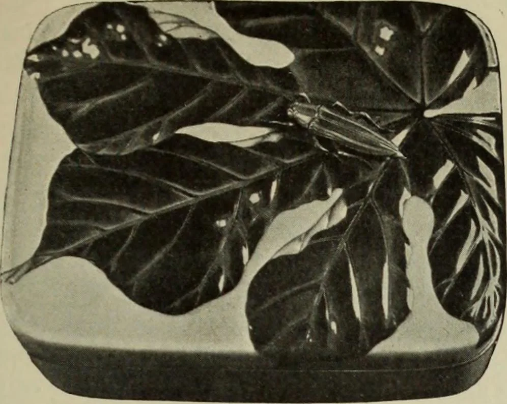 An illustration from International studio, 1897, leaf 364