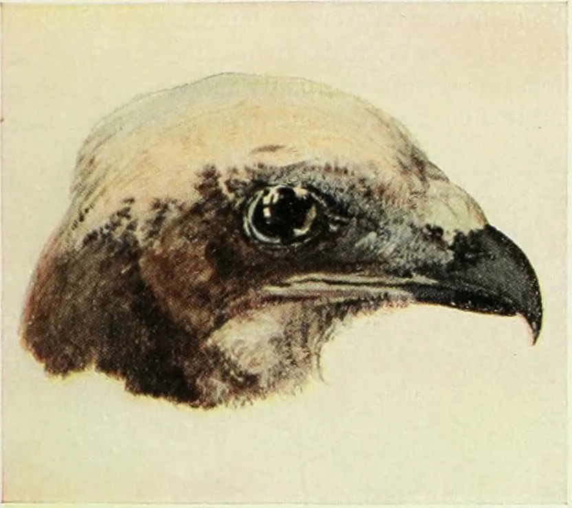 An illustration from International studio, 1897, leaf 206