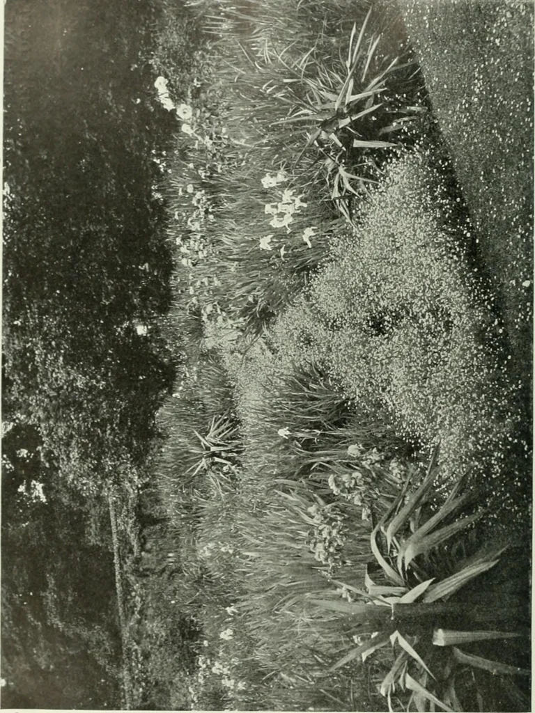 An illustration from International studio, 1897, leaf 309