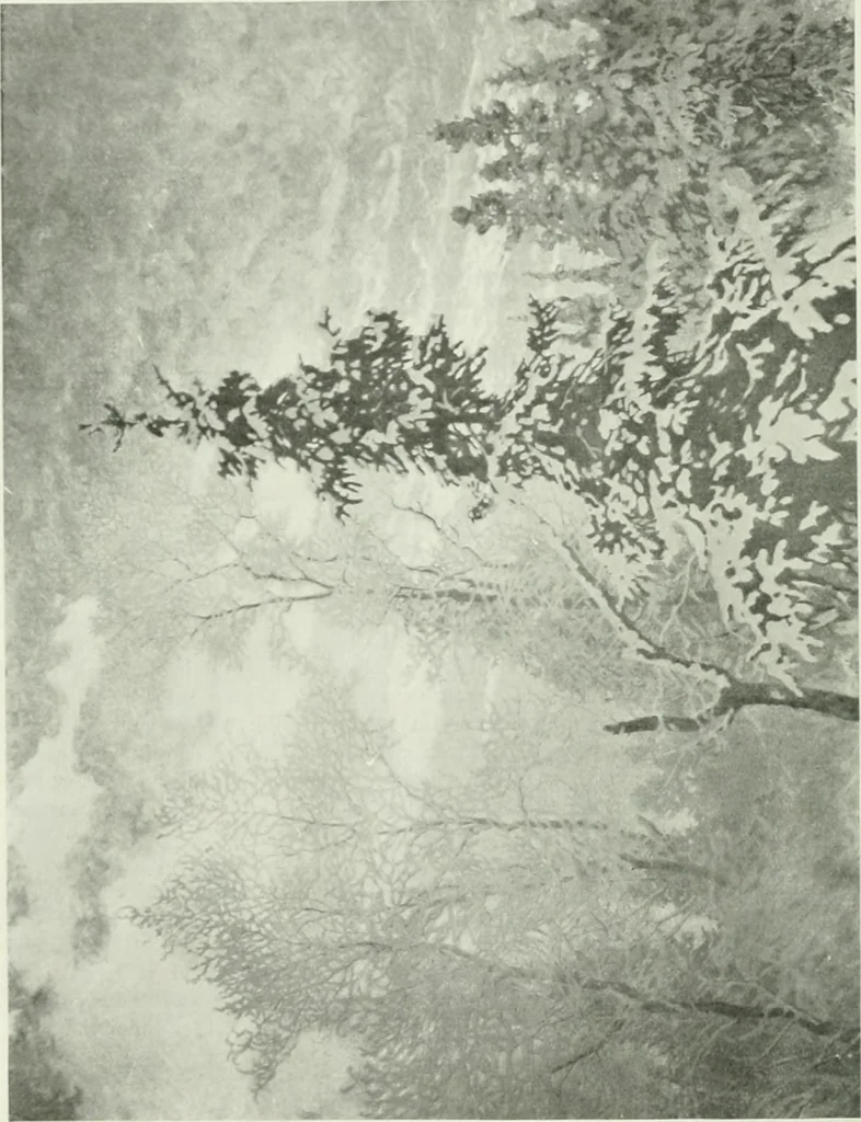 An illustration from International studio, 1897, leaf 75
