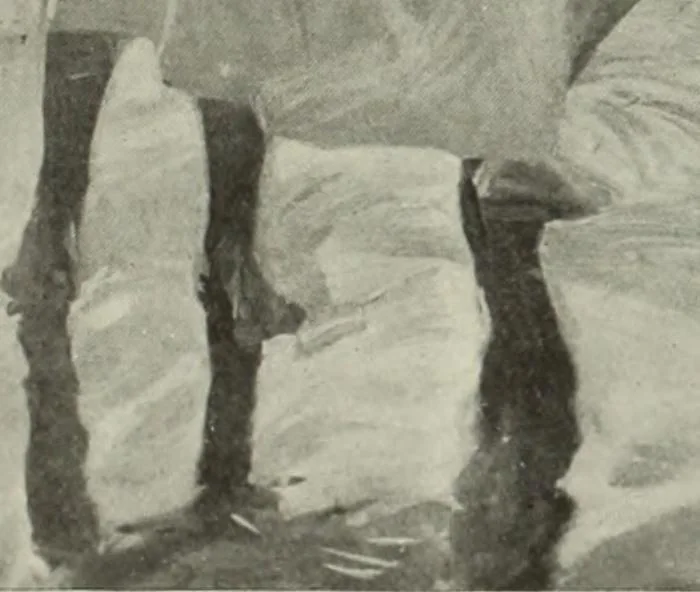 An illustration from International studio, 1897, leaf 268