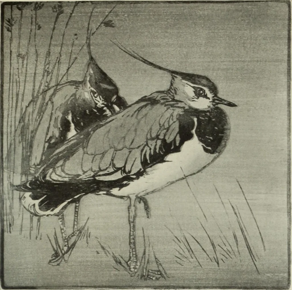 An illustration from International studio, 1897, leaf 384