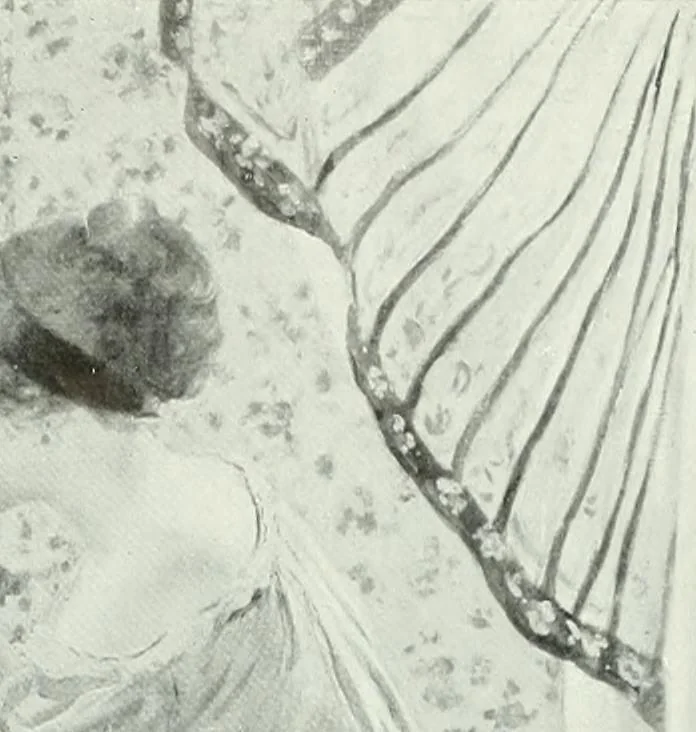 An illustration from International studio, 1897, leaf 136