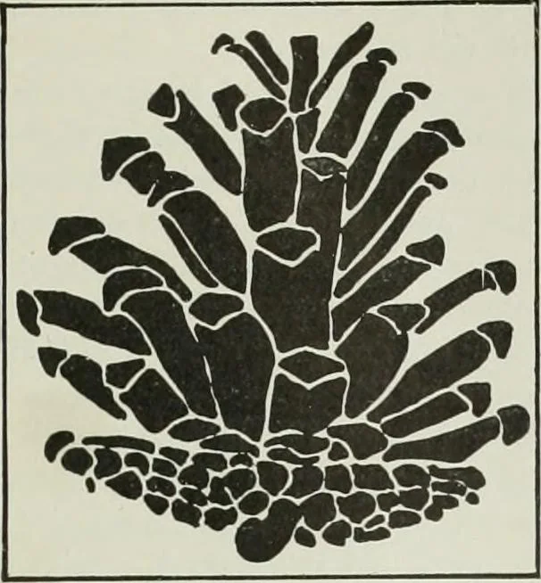 An illustration from International studio, 1897, leaf 182