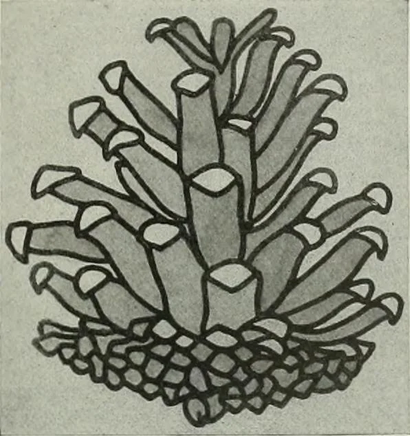 An illustration from International studio, 1897, leaf 182